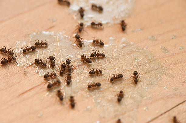 Best Pest Control Near Me in Diablo Grande, CA